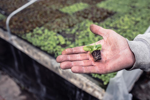 Man holding plant