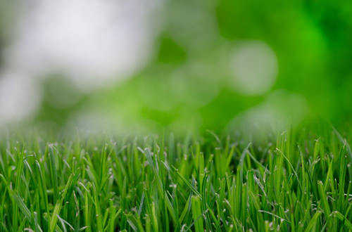 Lawn care grass